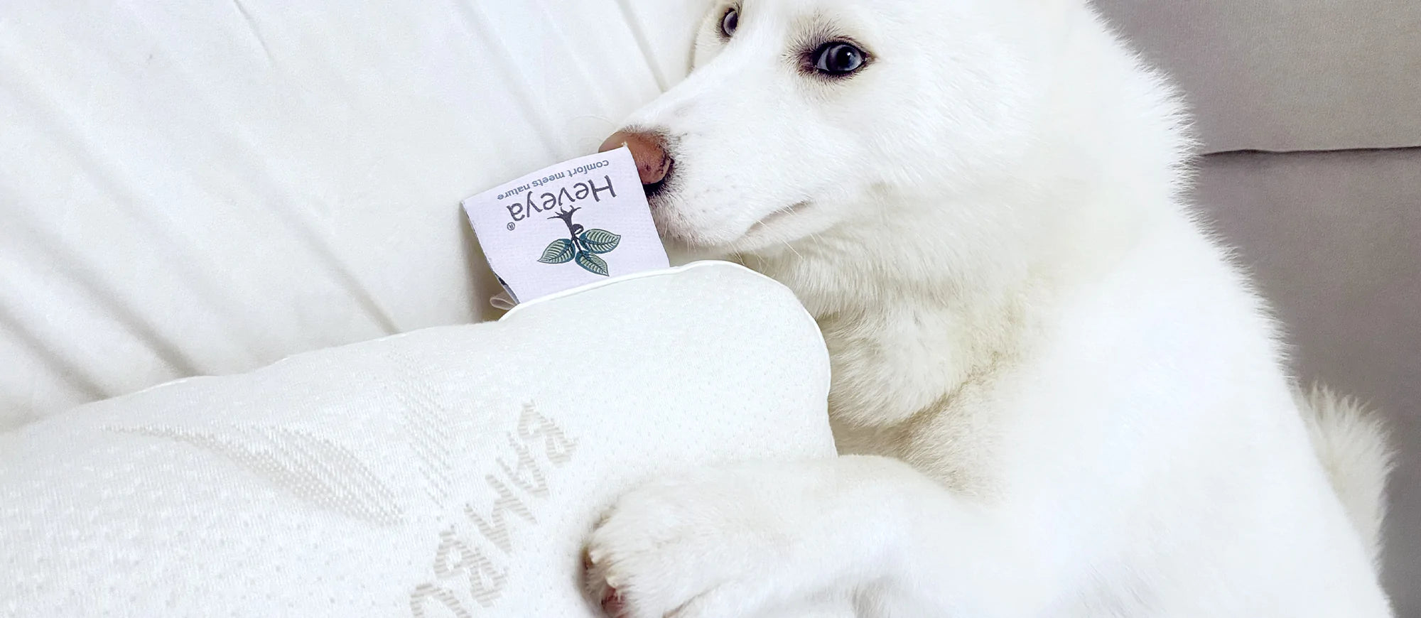 如何讓您的臥室沒有寵物過敏原?