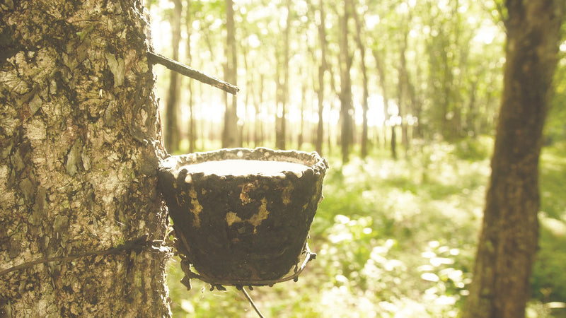 為什麼我們只使用100%天然有機乳膠?